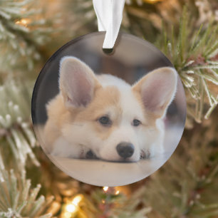 Cutest Baby Animals   Sleepy Corgi Puppy Ornament