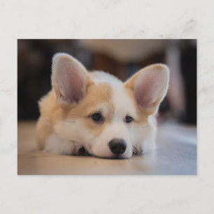 Cutest Baby Animals Sleepy Corgi Puppy Postcard