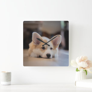 Cutest Baby Animals   Sleepy Corgi Puppy Square Wall Clock