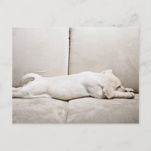 Cutest Baby Animals   Sleepy Yellow Labrador Puppy Postcard