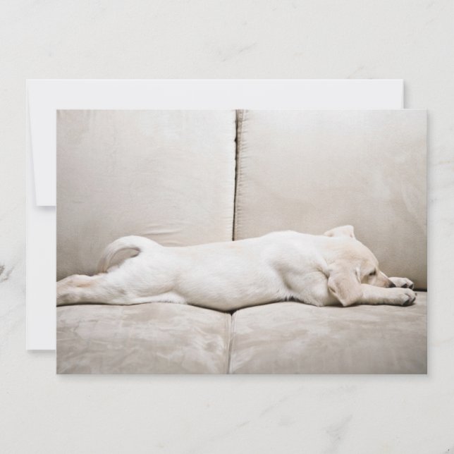 Cutest Baby Animals | Sleepy Yellow Labrador Puppy Thank You Card (Front)