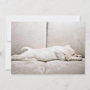Cutest Baby Animals   Sleepy Yellow Labrador Puppy Thank You Card