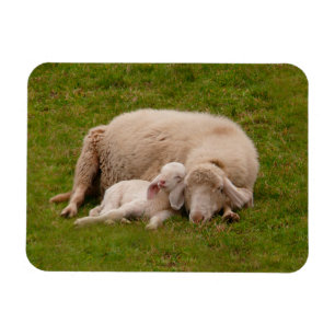 Cutest Baby Animals   Smiling Sleeping Lamb Magnet
