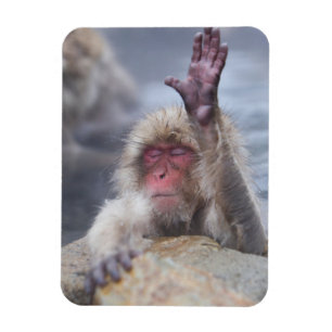 Cutest Baby Animals   Snow Monkey Face Magnet