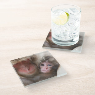 Cutest Baby Animals Snow Monkey Glass Coaster