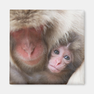 Cutest Baby Animals Snow Monkey Magnet