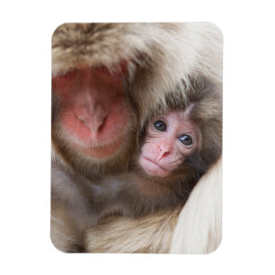 Cutest Baby Animals Snow Monkey Magnet