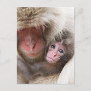 Cutest Baby Animals   Snow Monkey Postcard