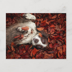 Cutest Baby Animals Spaniel in Autumn Leaves Postcard