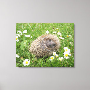 Cutest Baby Animals Spanish Hedgehog Canvas Print