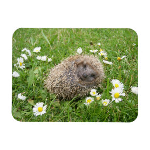 Cutest Baby Animals Spanish Hedgehog Magnet