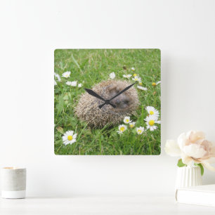 Cutest Baby Animals   Spanish Hedgehog Square Wall Clock