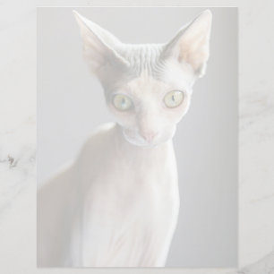 Cutest Baby Animals Sphinx Cat