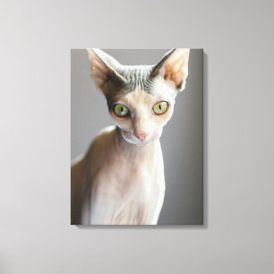 Cutest Baby Animals Sphinx Cat Canvas Print
