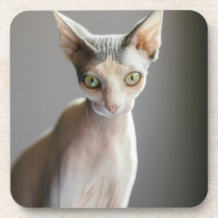 Cutest Baby Animals Sphinx Cat Coaster