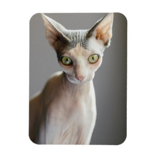 Cutest Baby Animals Sphinx Cat Magnet