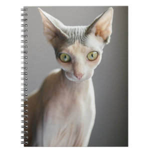 Cutest Baby Animals Sphinx Cat Notebook