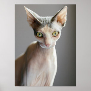 Cutest Baby Animals Sphinx Cat Poster