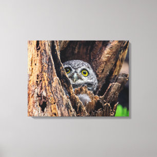 Cutest Baby Animals Spotted Owlet Canvas Print