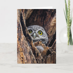 Cutest Baby Animals   Spotted Owlet Card