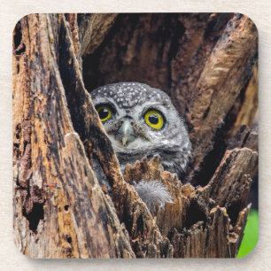 Cutest Baby Animals Spotted Owlet Coaster