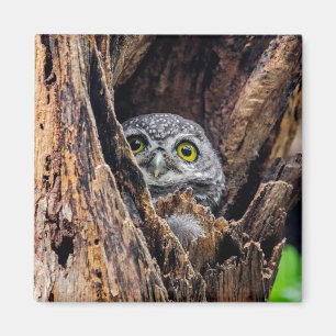 Cutest Baby Animals Spotted Owlet Magnet