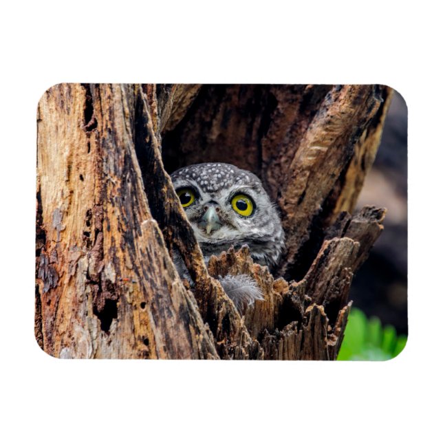 Cutest Baby Animals | Spotted Owlet Magnet (Horizontal)