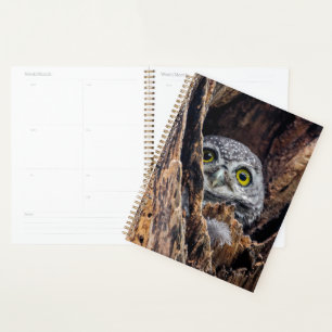 Cutest Baby Animals   Spotted Owlet Planner