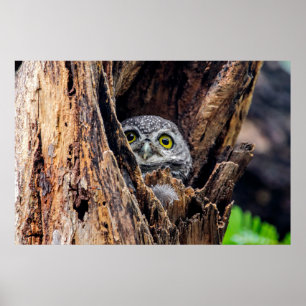 Cutest Baby Animals   Spotted Owlet Poster