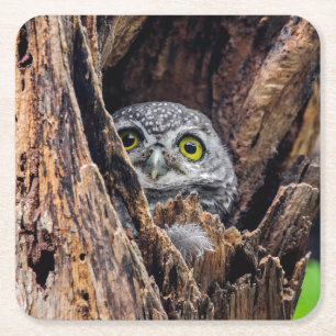 Cutest Baby Animals Spotted Owlet Square Paper Coaster