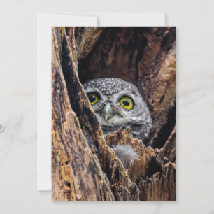 Cutest Baby Animals Spotted Owlet Thank You Card