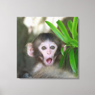 Cutest Baby Animals Surprised Snow Monkey Canvas Print