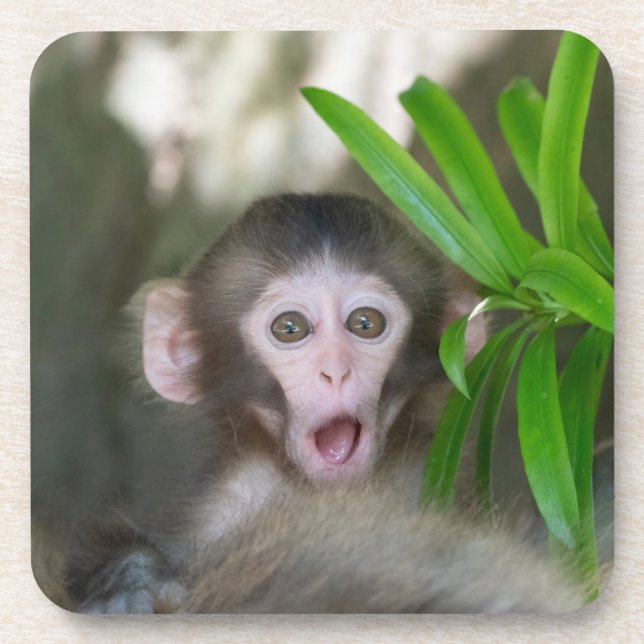 Cutest Baby Animals | Surprised Snow Monkey Coaster (Front)