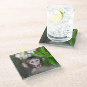 Cutest Baby Animals   Surprised Snow Monkey Glass Coaster