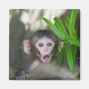 Cutest Baby Animals Surprised Snow Monkey Magnet