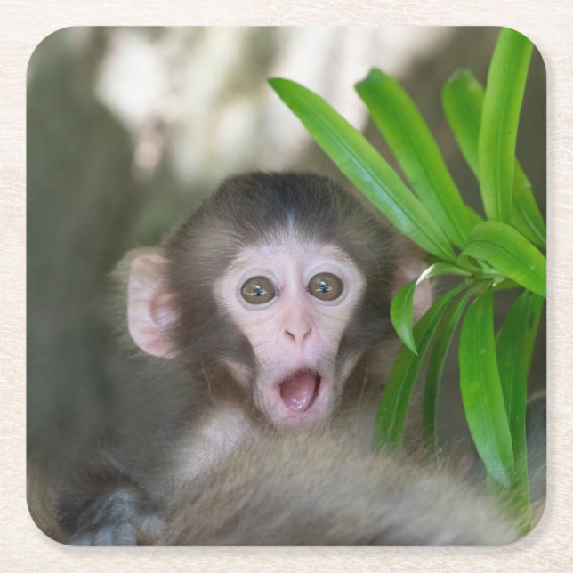 Cutest Baby Animals | Surprised Snow Monkey Square Paper Coaster (Front)