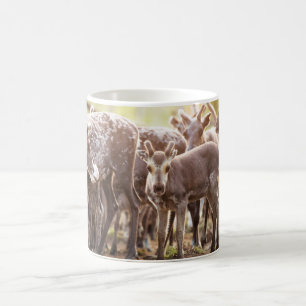 Cutest Baby Animals   Svalbard Reindeer Coffee Mug