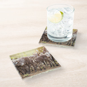 Cutest Baby Animals Svalbard Reindeer Glass Coaster