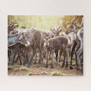 Cutest Baby Animals   Svalbard Reindeer Jigsaw Puzzle