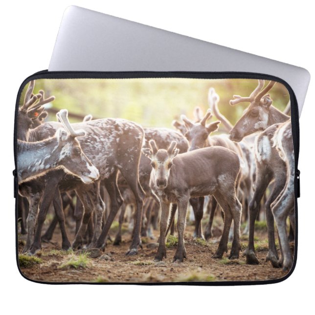 Cutest Baby Animals | Svalbard Reindeer Laptop Sleeve (Front)