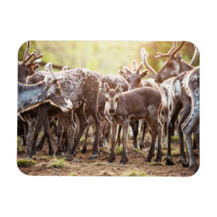 Cutest Baby Animals Svalbard Reindeer Magnet