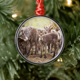 Cutest Baby Animals Svalbard Reindeer Metal Ornament