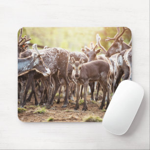 Cutest Baby Animals   Svalbard Reindeer Mouse Pad