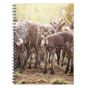 Cutest Baby Animals Svalbard Reindeer Notebook