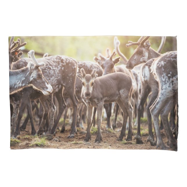 Cutest Baby Animals | Svalbard Reindeer Pillowcase (Front)