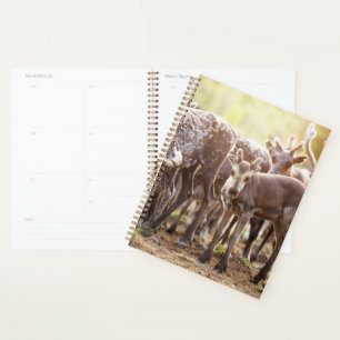 Cutest Baby Animals Svalbard Reindeer Planner