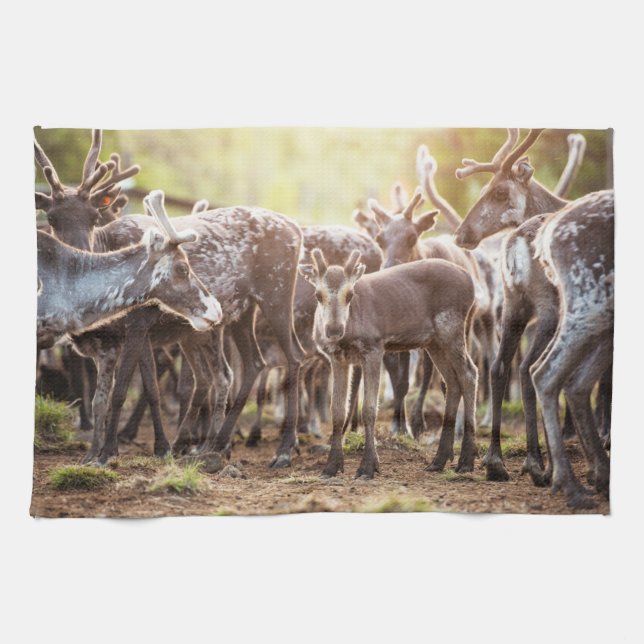Cutest Baby Animals | Svalbard Reindeer Tea Towel (Horizontal)