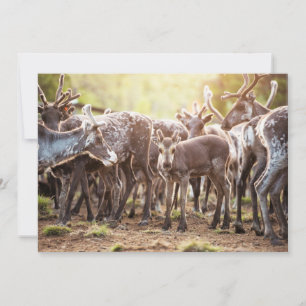 Cutest Baby Animals   Svalbard Reindeer Thank You Card