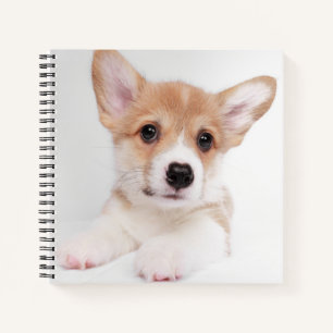 Cutest Baby Animals Sweet Baby Corgi Notebook