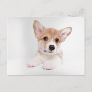Cutest Baby Animals   Sweet Baby Corgi Postcard